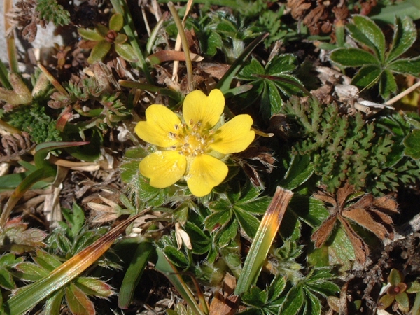 potentilla?